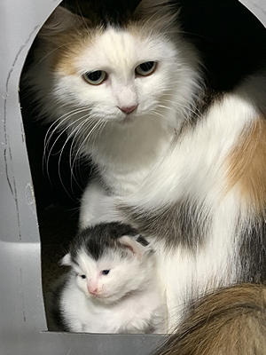 ariel and kitten